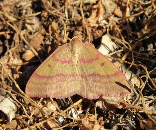 Rhodostrophia cretacaria, Crete - photo © K. Bormpoudaki