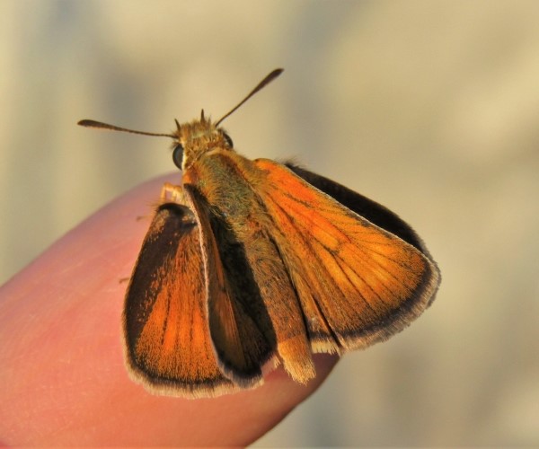 Thymelicus acteon, Crete - photo © K. Bormpoudaki