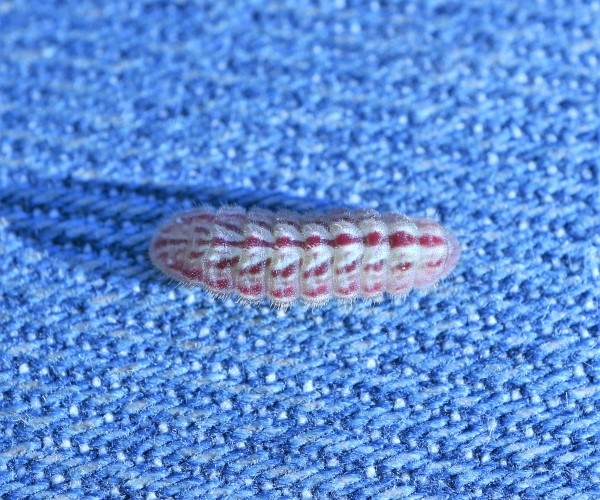 Celastrina argiolus larva, Crete - photo © Zacharias Angourakis