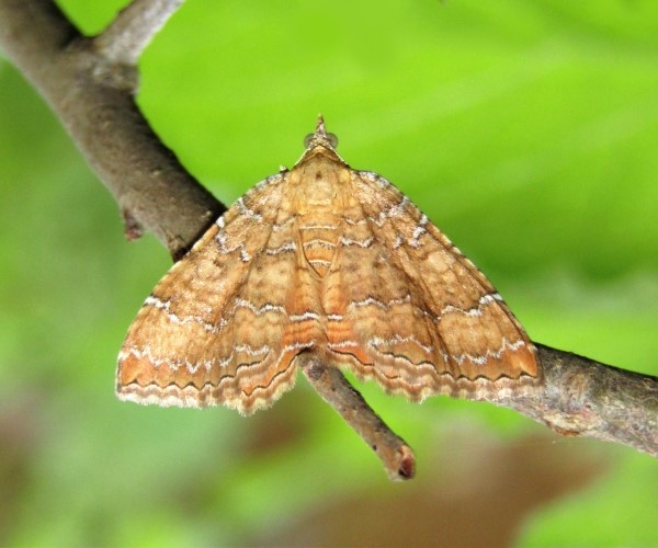 Camptogramma bilineata, Crete - photo © Popi Bormpoudaki