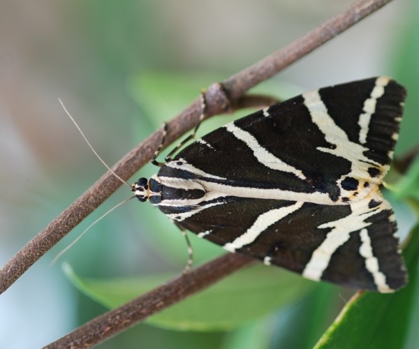 Euplagia quadripunctaria, Crete - photo © Nikos Marakis