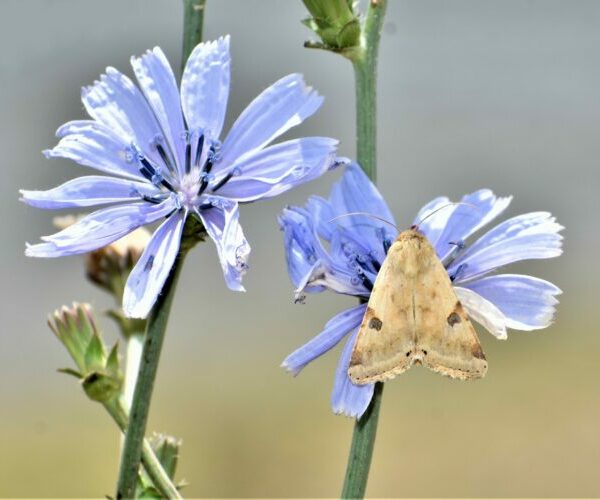 Heliothis peltigera, Crete - photo © K. Bormpoudaki