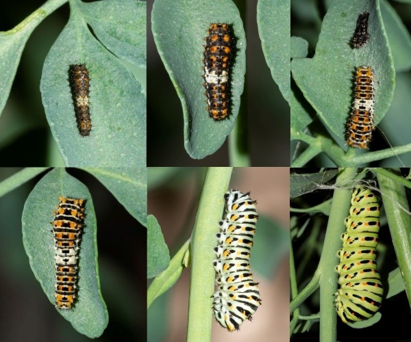 Papilio machaon larva stages - photo © Sofia Apergi