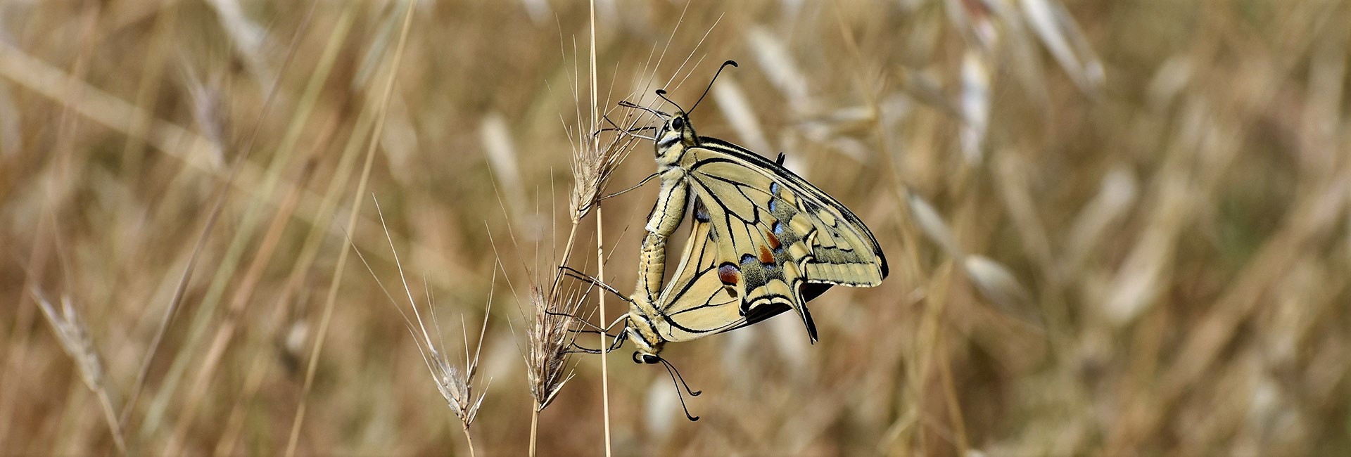 Papilio machaon mating, Crete - photo © Ch. Almpantakis