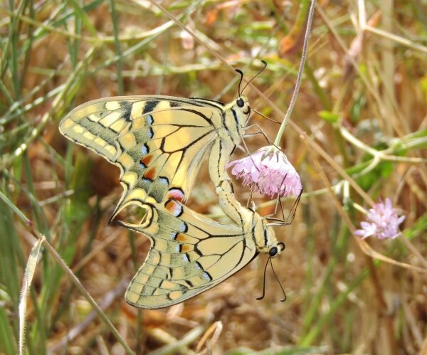 Papilio machaon mating, Crete - photo © Popi Bormpoudaki