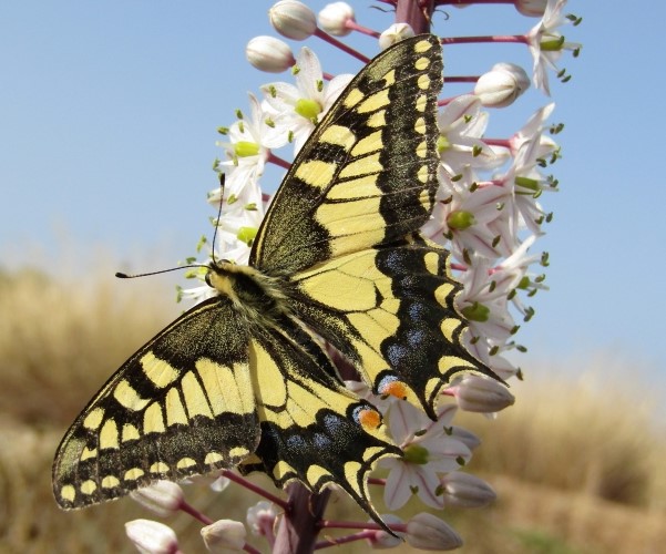 Zerynthia cretica (endemic) - photo © K. Bormpoudaki