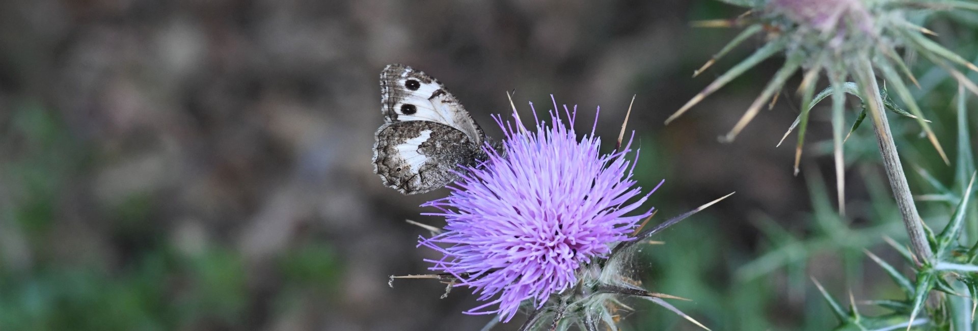 Pseudochazara amalthea, Crete - photo © Nikos Marakis