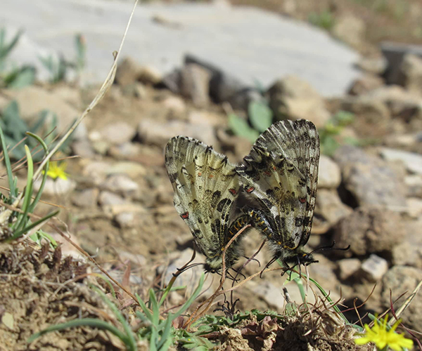 Zerynthia cretica mating, Crete - photo © Giorgos Afordakos
