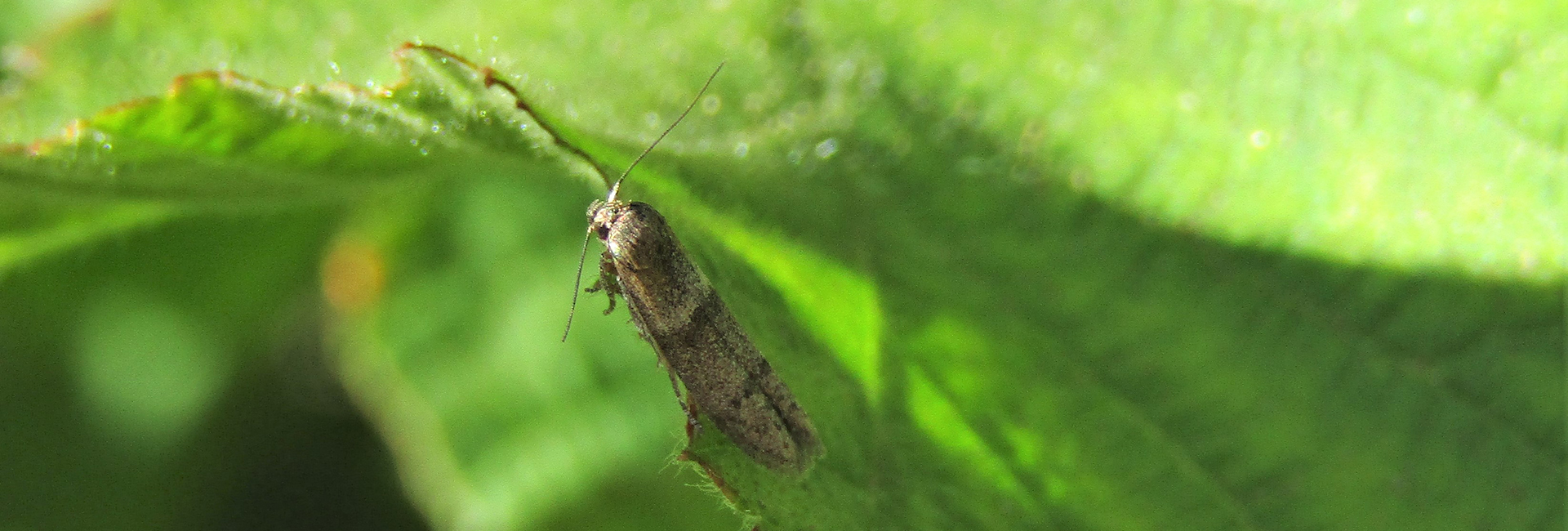 Blastobasis phycidella, Crete - photo © K. Bormpoudaki