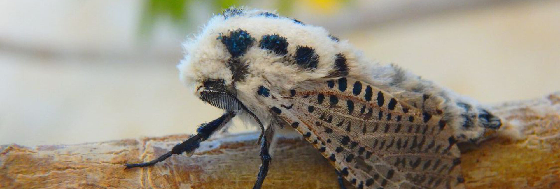 Zeuzera pyrina, Crete - photo © Marinos Gogolos