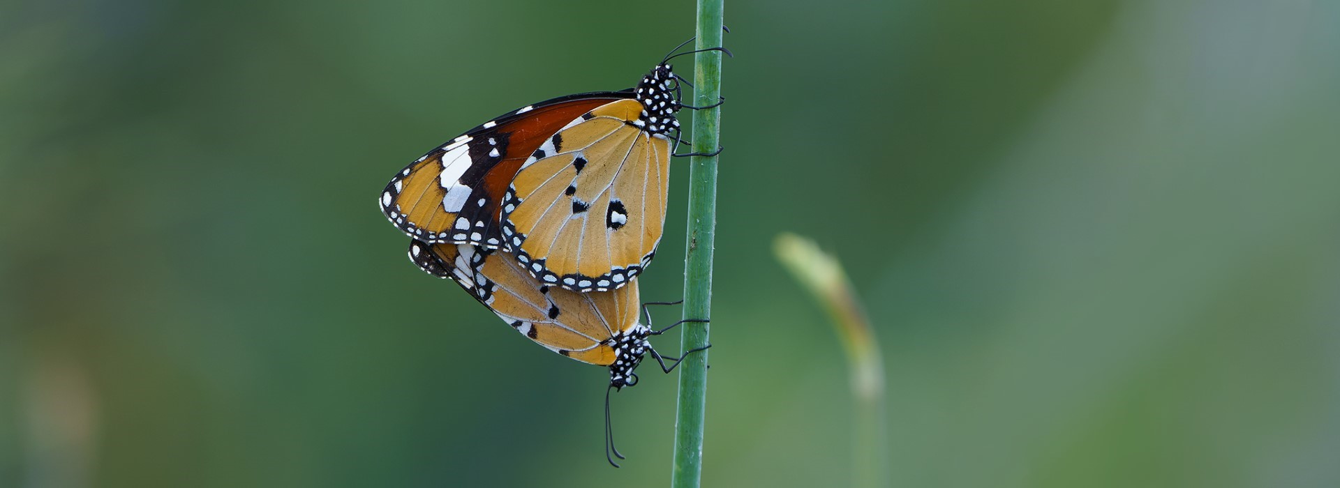 Danaus chrysippus mating, Crete - photo © Thanasis Kasvikis