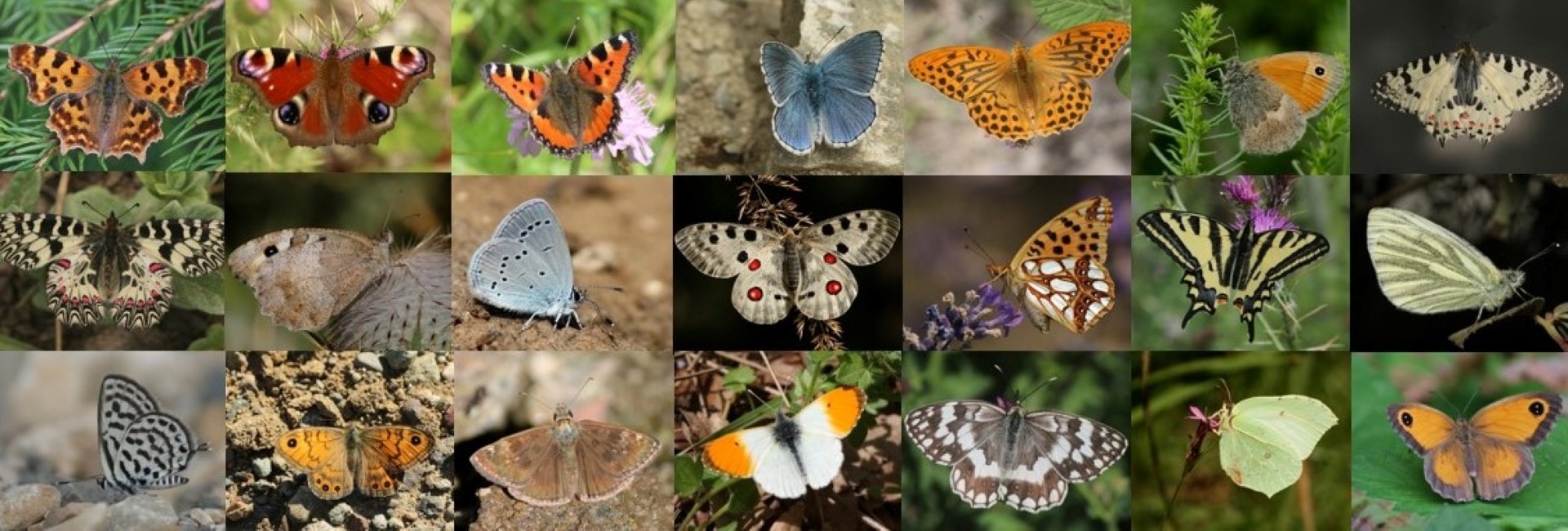 Missing butterflies of Crete - photos © Xristos Dimadis