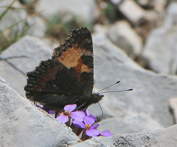 Missing butterflies of Crete - butterfliesofcrete.com