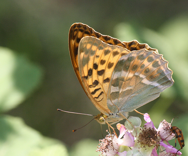 Missing butterflies of Crete - butterfliesofcrete.com
