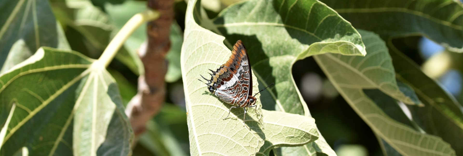 Charaxes jasius, Crete - photo © Ch. Almpantakis