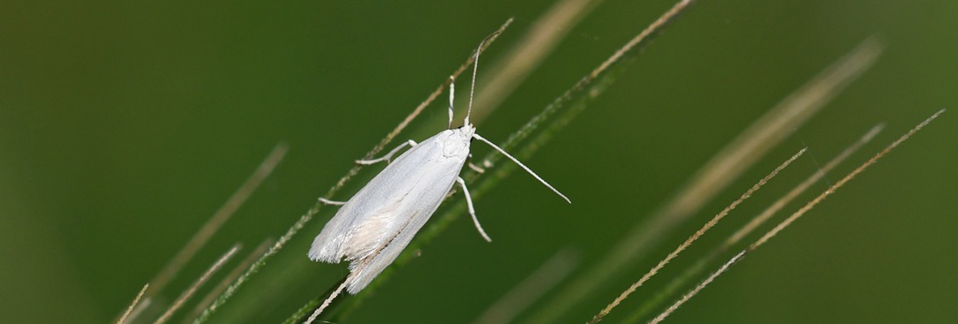 Elachista grotenfelti, Crete - photo © Fotis Samaritakis