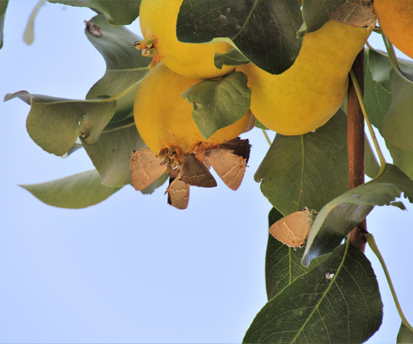 Favonius quercus, Crete - photo © K. Bormpoudaki
