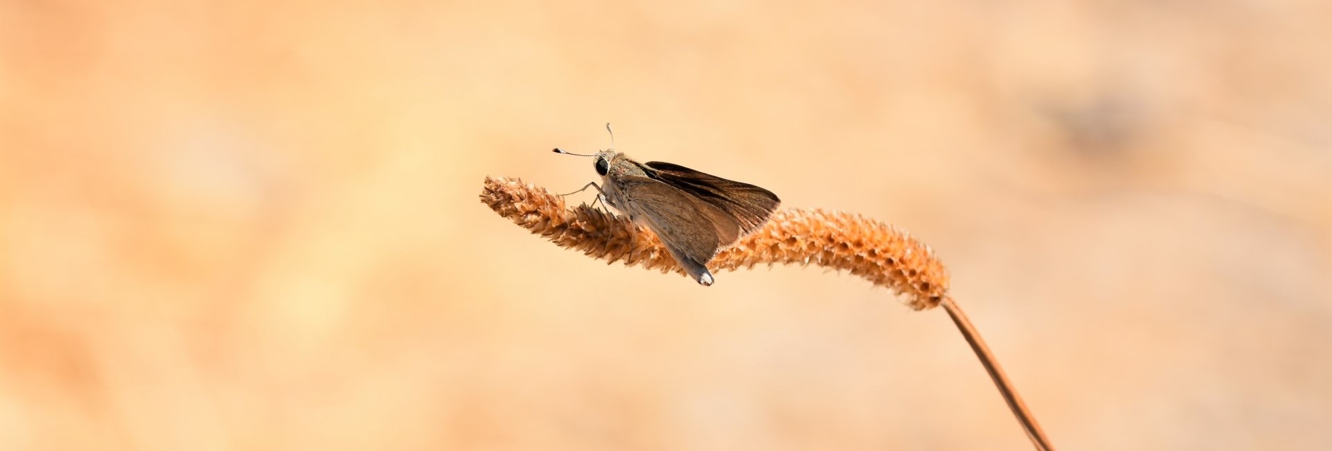 Gegenes pumilio - photo © K. Bormpoudaki