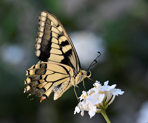 Papilio machaon, Crete - photo © Ch. Almpantakis