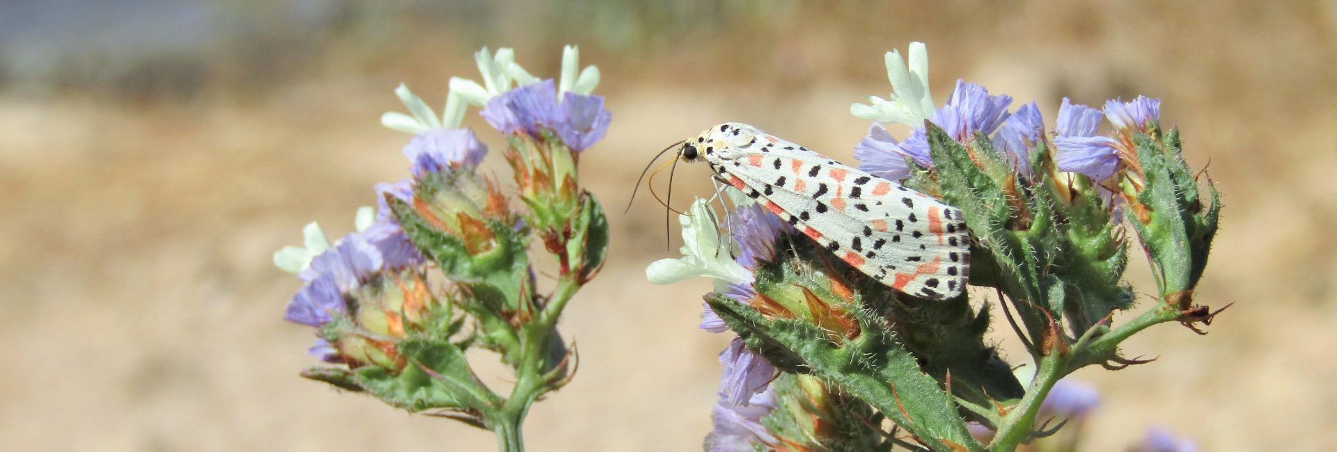 Utetheisa pulchella, Crete - photo © K. Bormpoudaki