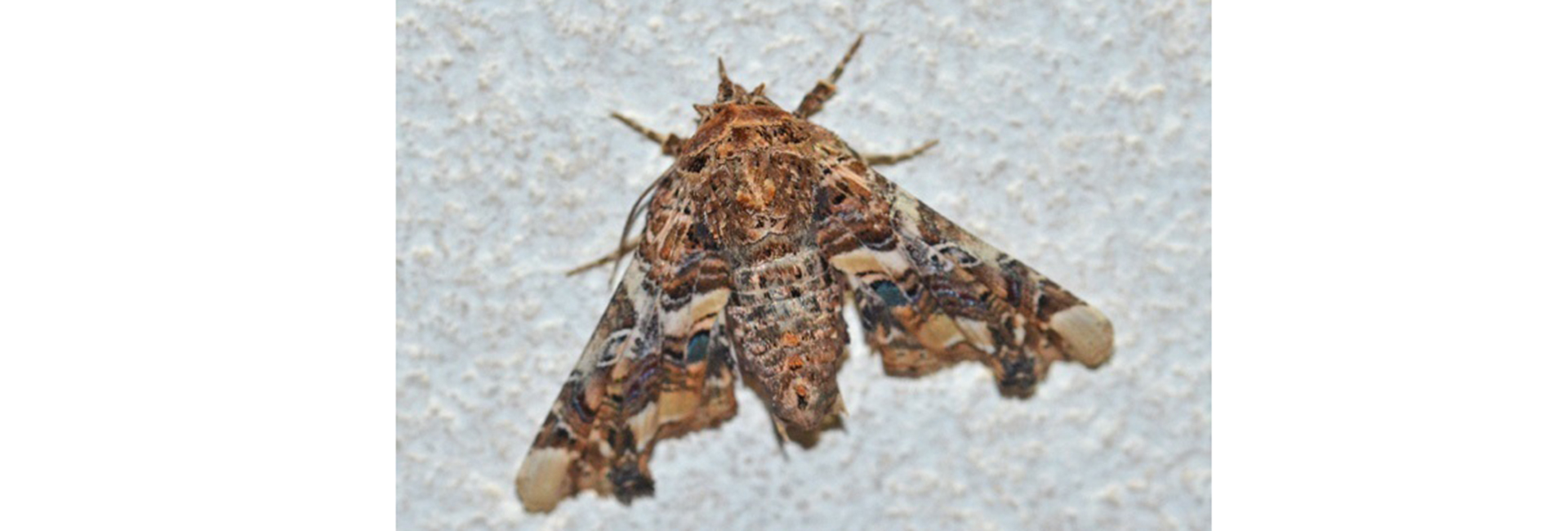 Eutelia adulatrix, Crete - photo © Fotis Samaritakis