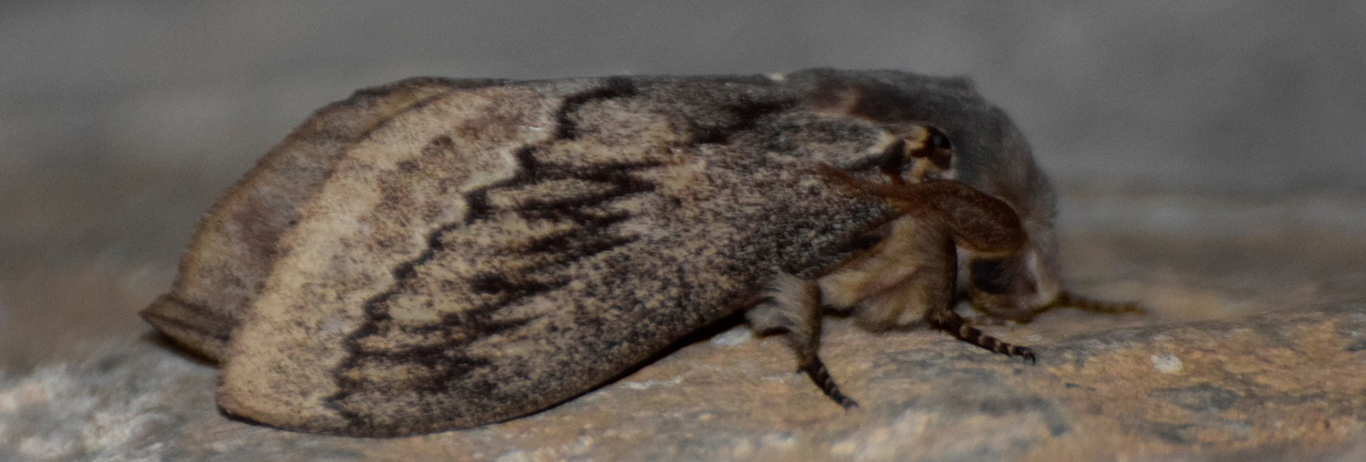 Pachypasa otus, Crete - photo © https://www.inaturalist.org/observations/14740301