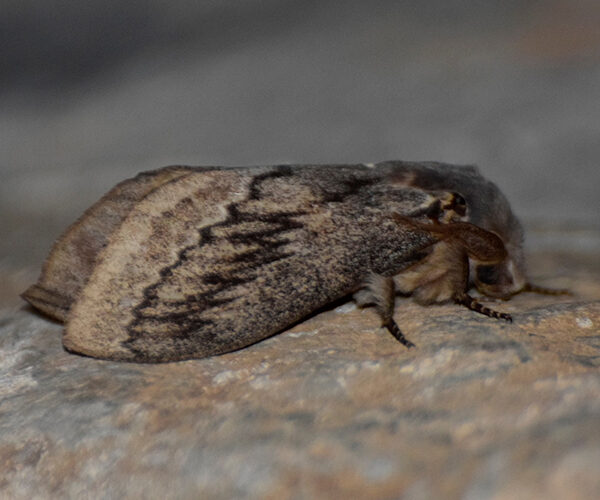 Pachypasa otus, Crete - photo © https://www.inaturalist.org/observations/14740301