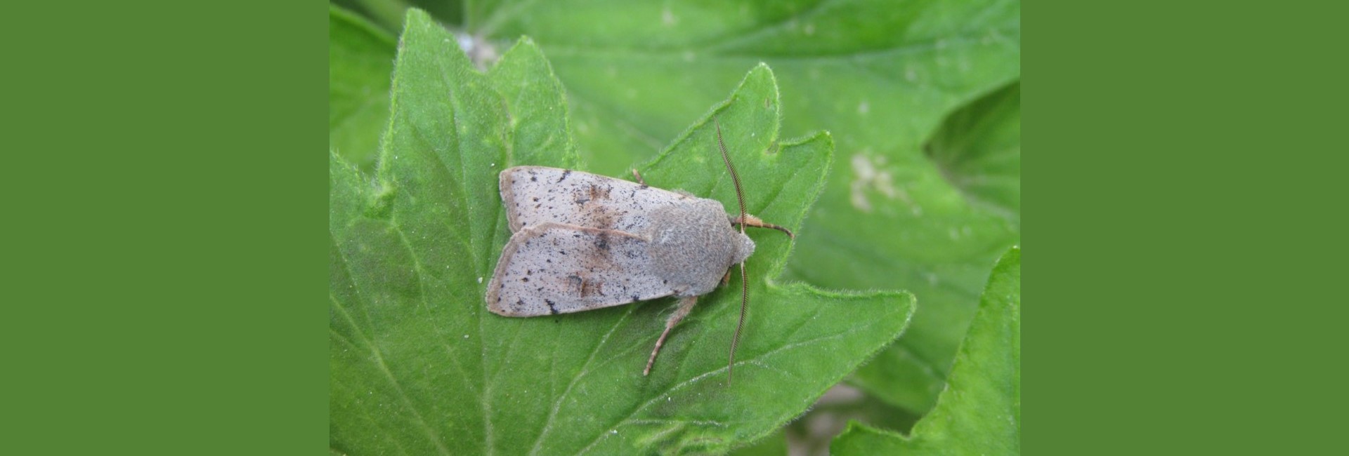 Perigrapha sellingi, Crete - photo © K. Bormpoudaki