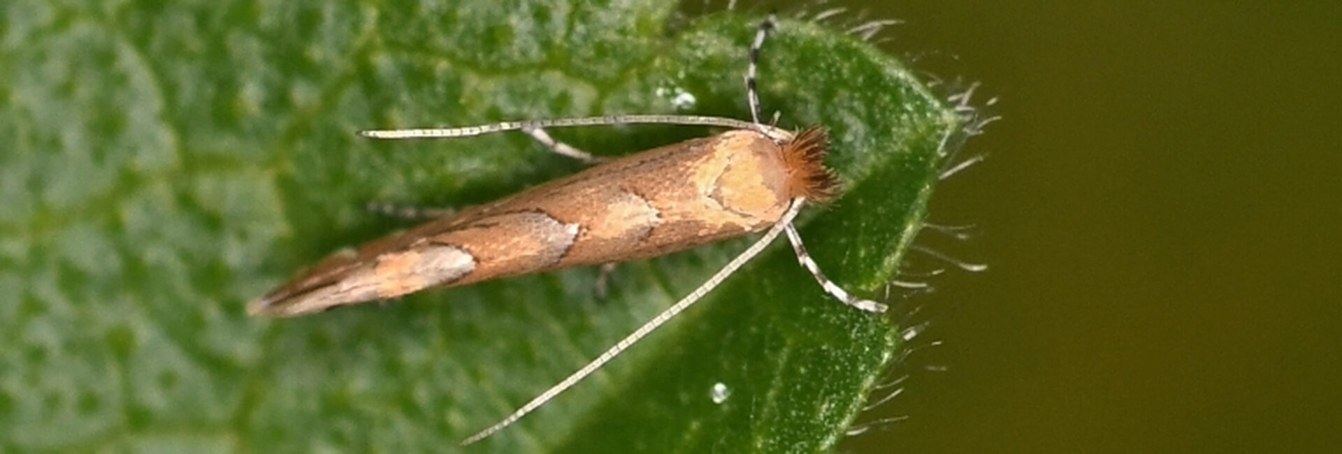 Phyllonorycter messaniella, Crete- photo © Fotis Samaritakis