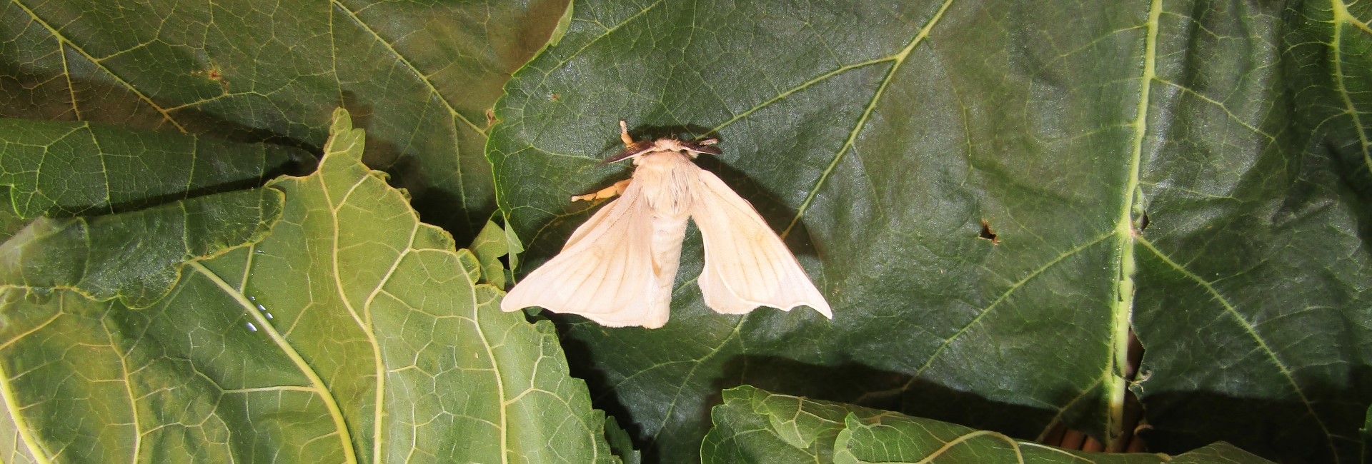 Bombyx mori, Crete - photo © K. Bormpoudaki