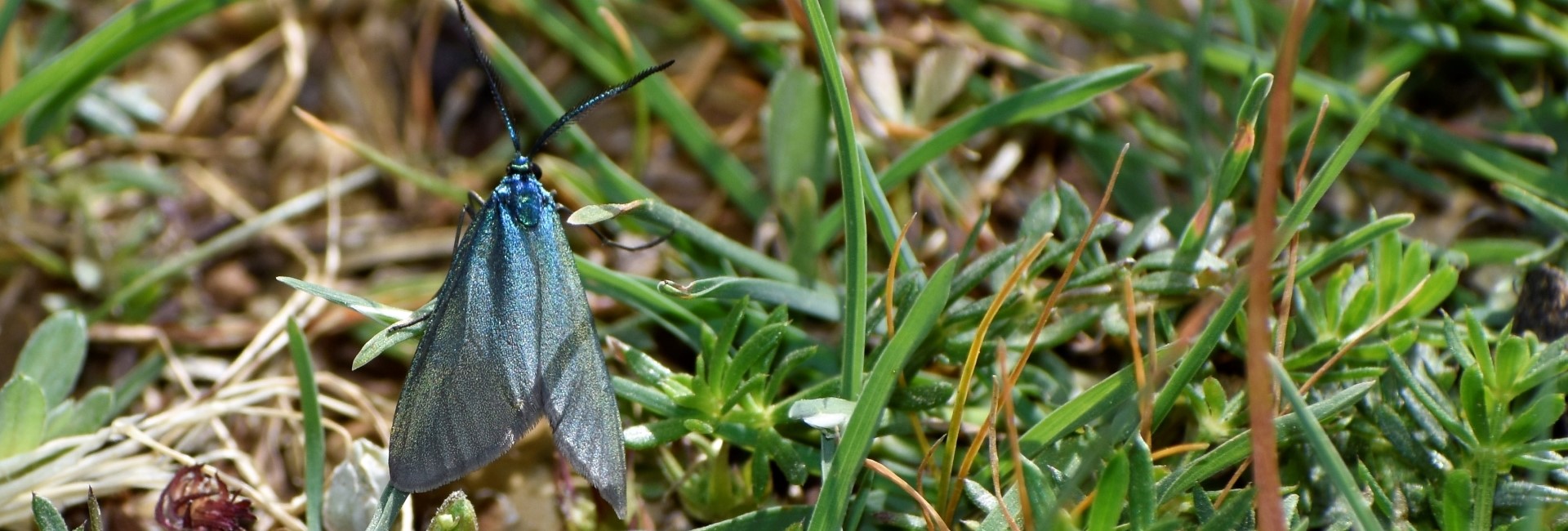 Jordanita notata, Crete - photo © K. Bormpoudaki