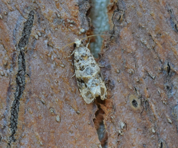 Lobesia botrana (Tortricidae) Butterflies of Crete