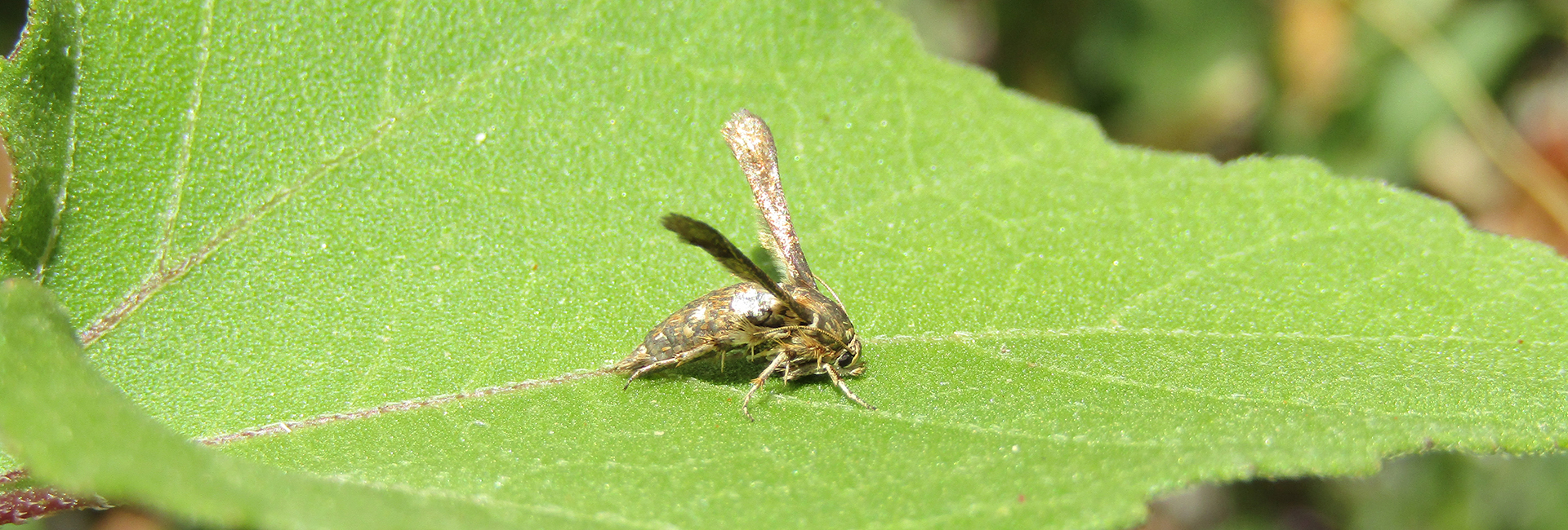 Microsphecia tineiformis, Crete - photo © K. Bormpoudaki