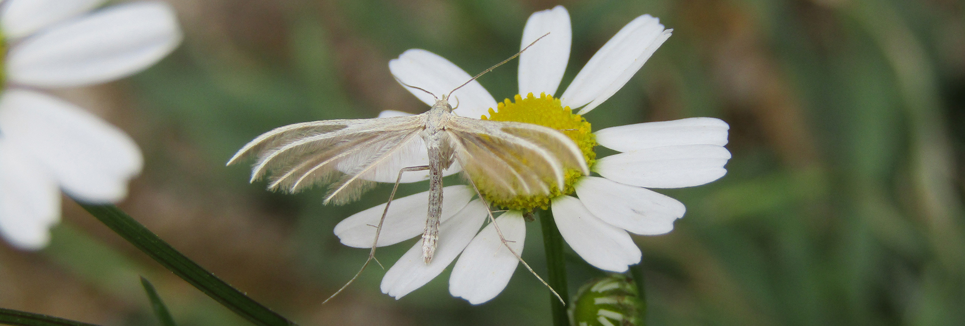 Merrifieldia malacodactylus, Crete - photo © K. Bormpoudaki