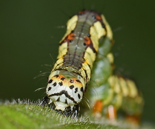 Xanthodes albago larva, Crete - photo © Fotis Samaritakis