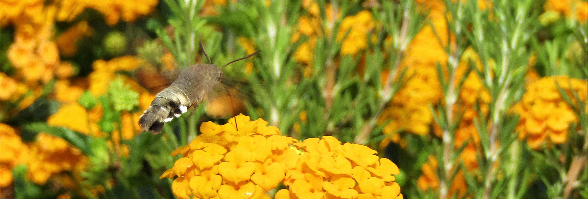 Macroglossum stellatarum, Crete - photo © Κ. Bormpoudaki