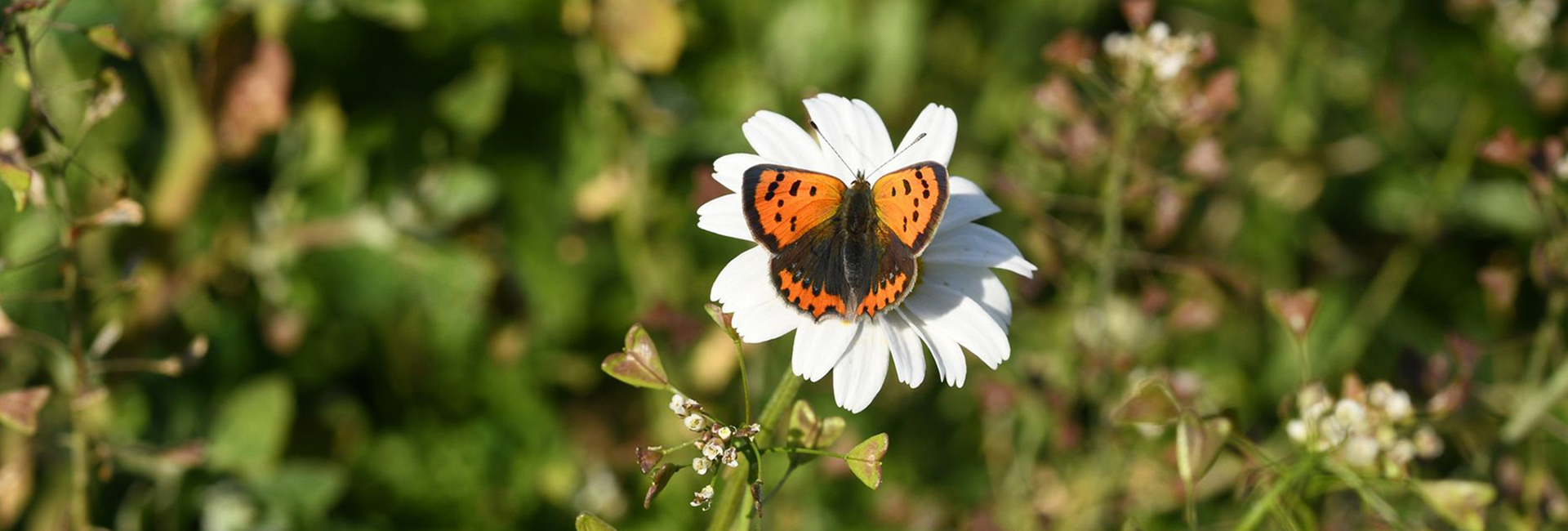 Lycaena phlaeas f. caeruleopunctata, Crete - photo © Marinos Gogolos