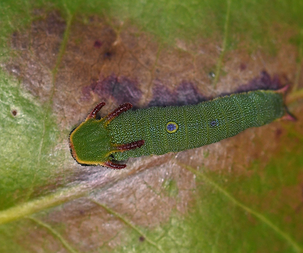 Charaxes jasius larva, Crete - photo © Fotis Samaritakis