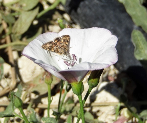 Aporodes floralis, Crete - photo © K. Bormpoudaki