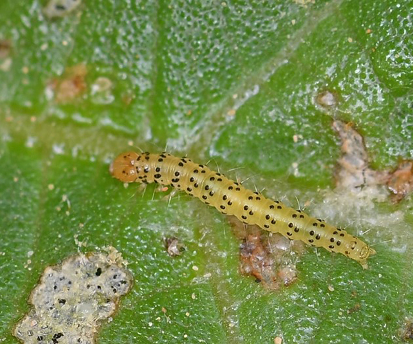 Choreutis nemorana larva, Crete - photo © Fotis Samaritakis