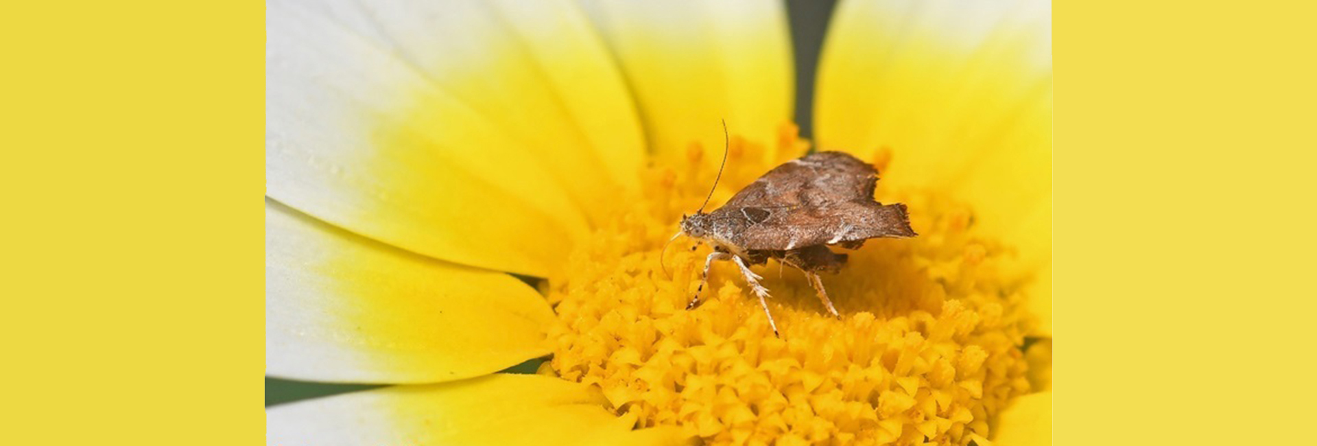 Choreutis nemorana, Crete- photo © Fotis Samaritakis