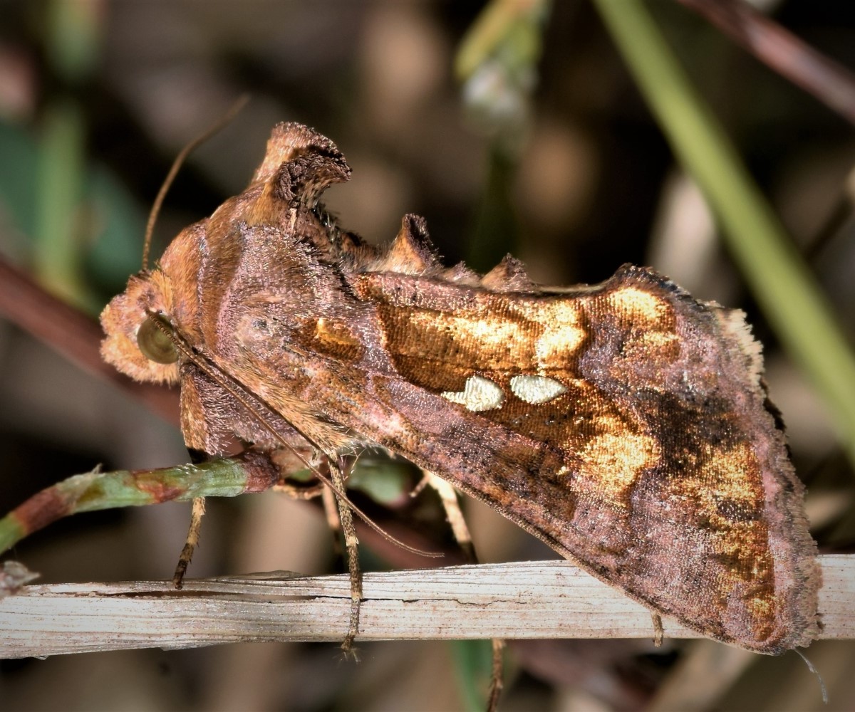 Chrysodeixis chalcites, Crete - photo © K. Bormpoudaki