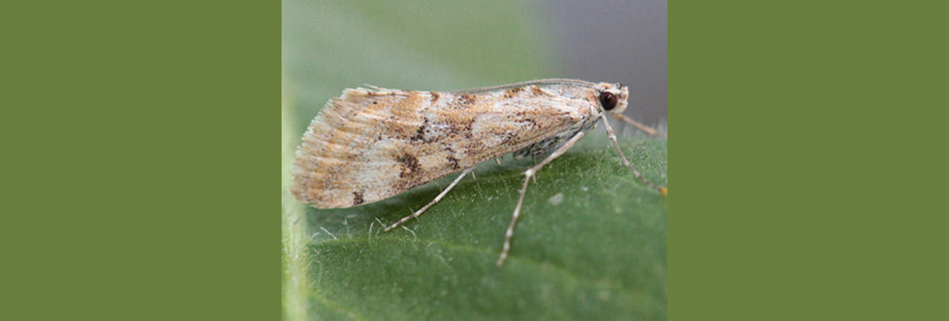 Cornifrons ulceratalis, Crete - photo © Heiner Ziegler