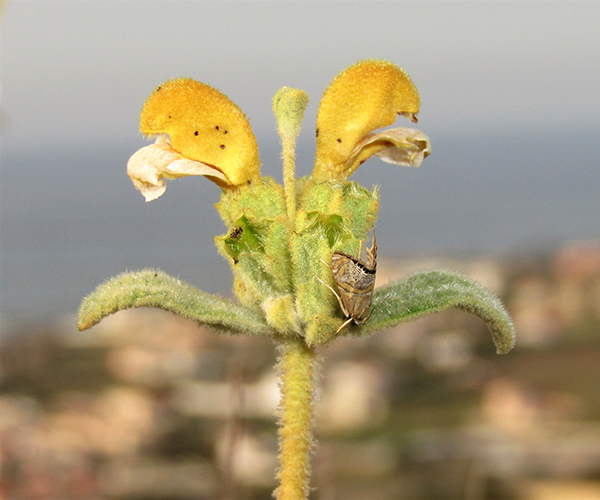 Euchromius bella, Crete - photo © K. Bormpoudaki