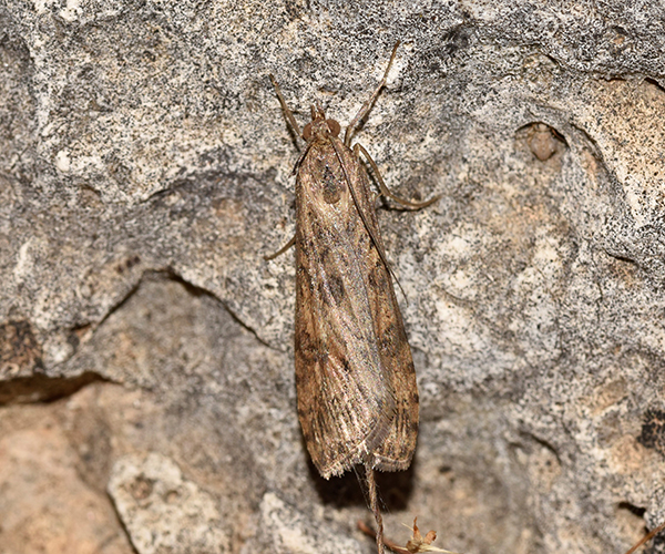 Nomophila noctuella, Crete - photo © K. Bormpoudaki