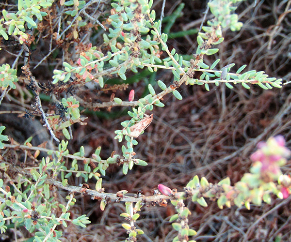 Palepicorsia ustrinalis, Crete - photo © K. Bormpoudaki