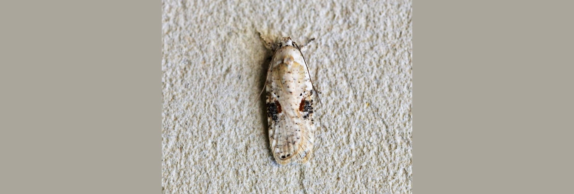 Agonopterix alstromeriana, Crete - photo © Paul Hopkins