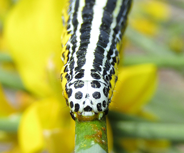 Apopestes spectrum larva, Crete - photo © K. Bormpoudaki