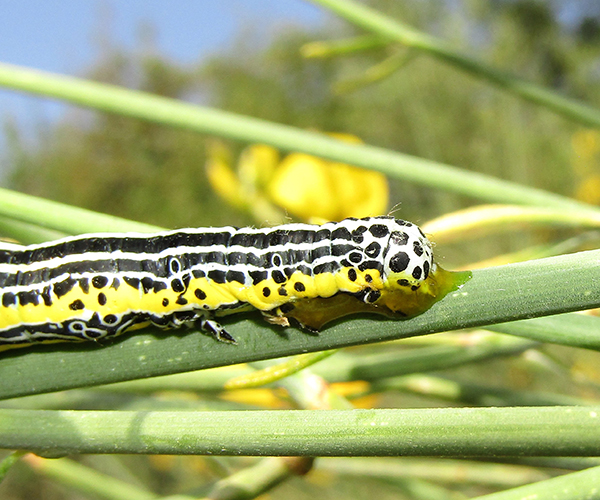 Apopestes spectrum larva, Crete - photo © K. Bormpoudaki