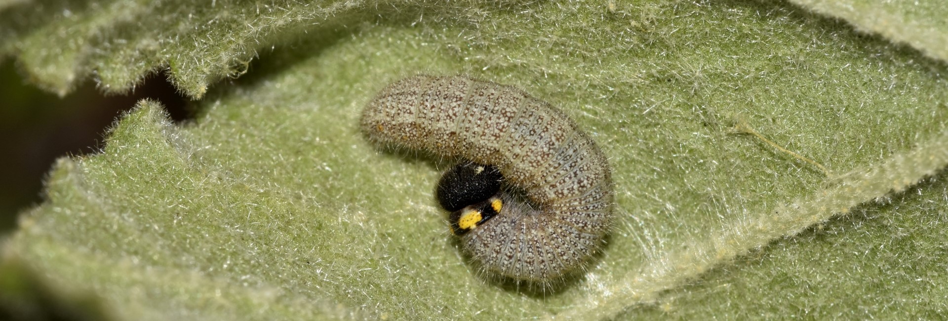 Carcharodus alceae larva - photo © K. Bormpoudaki